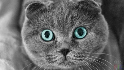 Шотландские кошки: покорители сердец и загадка Дарвина | Шерстяные дела |  Дзен