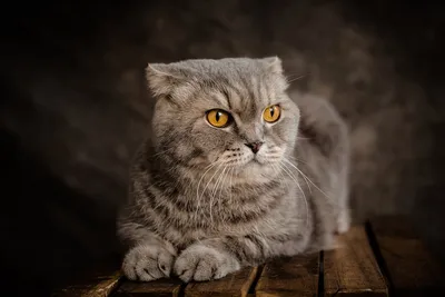 ✓ Шотландская вислоухая кошка - самая популярная порода кошек в России -  YouTube