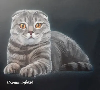Шотландская вислоухая кошка в 2023 г | Шотландская вислоухая кошка, Кошки,  Рыжие кошки