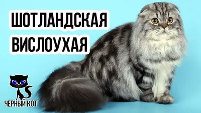 Фигурка Шотландская вислоухая кошка купить в интернет магазине в Москве