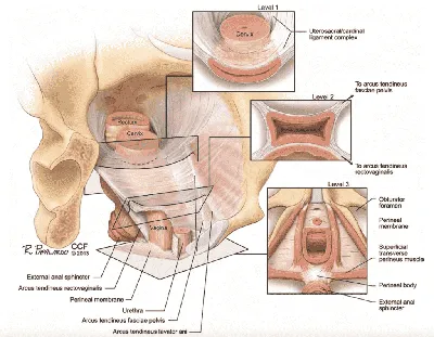 Вirth TRAUMATISM, rupture of perineum and cervix, analgesia of childbirth,  birth injury © - YouTube