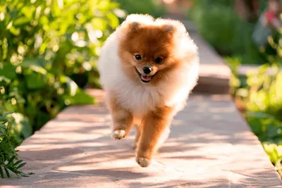 Померанский Шпиц / Pomeranian ❤️ | Facebook