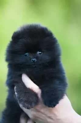 Большой немецкий шпиц (Giant German Spitz) (Породы собак) немецкий шпиц,  виды шпицев, большие шпицы, большой шпиц, немецкий шпиц цена, большой шпиц  фото, большие шпицы фото, большой немецкий шпиц, большой шпи Энциклопедия о