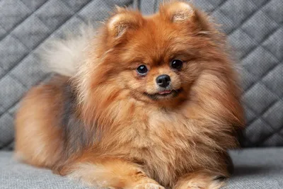 Японский шпиц собака: фото, характер, описание породы