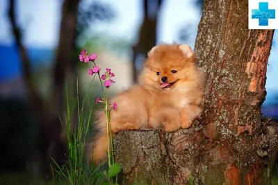 Pomeranian, spitz, dog, померанский шпиц, черный шпиц фотография Stock |  Adobe Stock