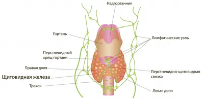 Меланома кожи: как выглядит, симптомы, причины, диагностика, лечение