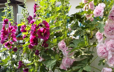 Мальва (шток-роза) многолетняя посадка и уход, фото | Садовые горшки, Идеи  посадки растений, Композиции цветников