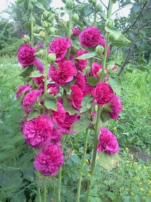 Семена цветов Шток-Роза Лососево-розовая купить с доставкой по Минску и  Беларуси