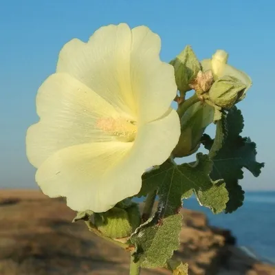 Корневище Шток-розы Черная (Alcea Rosea Nigra)