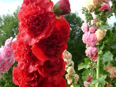 Букет невесты» или «пачка балерины» - махровые Шток-розы. | Канал о цветах  Ольги Пряниковой | Дзен
