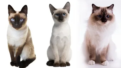 Сиамская кошка: фото, описание породы, характер | WHISKAS®