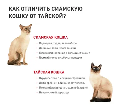 Сиамская кошка - описание породы, питомники, достоинства и недостатки