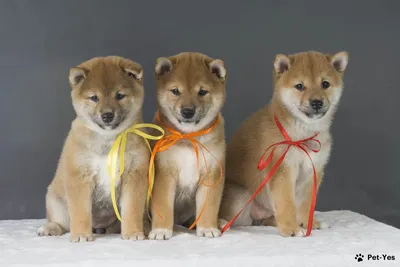 Описание породы сиба ину. Уход за сиба ину. Какой характер у породы сиба ину?  Японские собаки сиба.