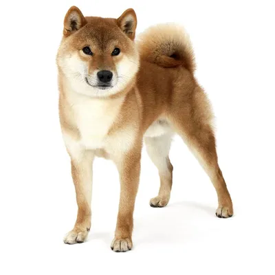 Сиба Ину (собака) стоковое изображение. изображение насчитывающей  чистоплемено - 159068259