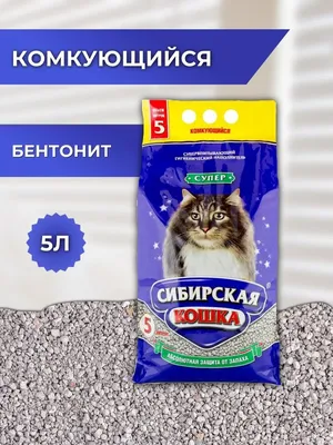 Сибирская кошка. Описание породы, характер, фото, котята сибирской кошки.