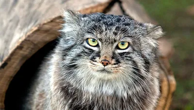 Фотогалерея \"Сибирские кошки\" - \"Сибирский кот Матвей\" - Фото породистых и  беспородных кошек и котов.