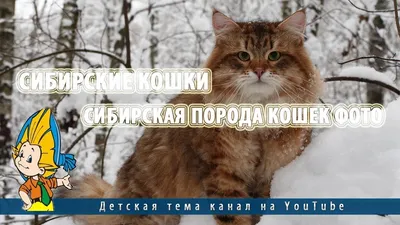 Сибирские котята - обсуждение на форуме e1.ru