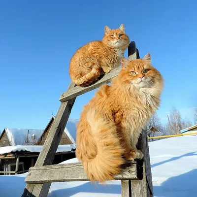 Фотогалерея \"Сибирские кошки\" - \"Сибирская кошка \" - Фото породистых и  беспородных кошек и котов.