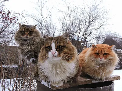 Сибирские котята🐱siberian cats (@kalenovao) • Instagram photos and videos