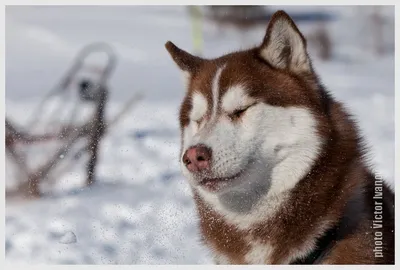 Сибирский хаски: описание 🐕 породы, характер, фото