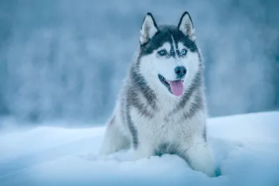 Сибирский хаски: описание 🐕 породы, характер, фото