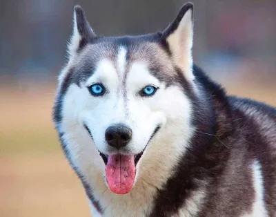 Сибирский хаски: описание 🐕 породы, характер, фото