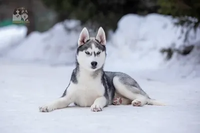 хаски (husky, сибирская хаски, сибирский хаски, ) :: собака / смешные  картинки и другие приколы: комиксы, гиф анимация, видео, лучший  интеллектуальный юмор.