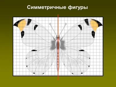 Симметричные картинки - 74 фото