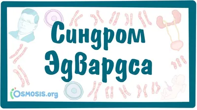 Синдром Эдвардса? при хорошем УЗИ 1 скрининга. — 17 ответов | форум Babyblog