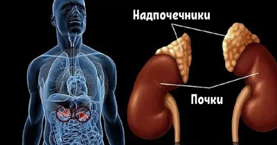 Синдром Иценко-Кушинга (гиперкортицизм, кушингоид): что это, диагностика  болезни, патогенез, лечение | Романов Георгий Никитич