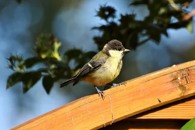 Большая синица или Yellowbellied птица сиськи Стоковое Изображение -  изображение насчитывающей немного, взорвать: 174866999