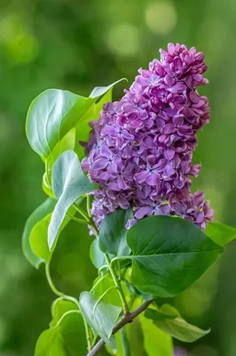 Сирень обыкновенная 'Madame Lemoine' – купить в питомнике Chelsea Garden