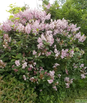 Сирень Syringa x chinensis (Китайская) можно купить недорого с доставкой в  питомнике Любвитский