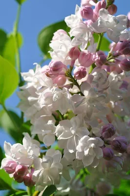 Сирень \"Красавица Москвы\" штамбовая / Syringa vulgaris \"Krasavitsa Moskvy\"  - Купить саженцы сирени в питомнике – выгодные цены в интернет-магазине в  Москве