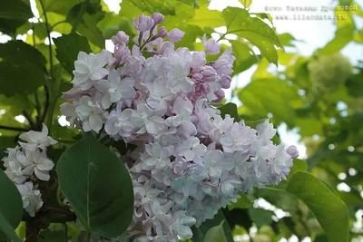 Сирень обыкновенная Красавица Москвы: купить в Москве саженцы Syringa  vulgaris Krasawica Moskvy в питомнике «Медра» по цене от 4800 руб