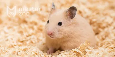 Сирийский хомяк белый | Cute hamsters, Baby hamster, Syrian hamster