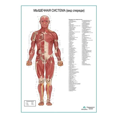 Мышечная система человека, вид спереди. Плакат глянцевый А1+/А2+ › Купить  оптом и в розницу › Цена от завода