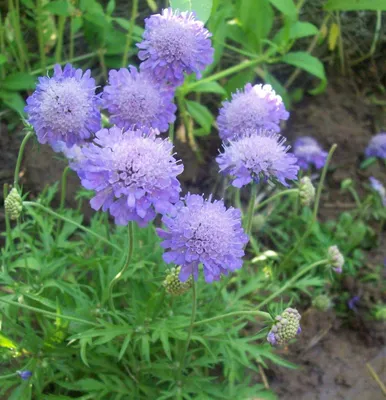 Скабиоза венечная голубая (Scabiosa comosa)