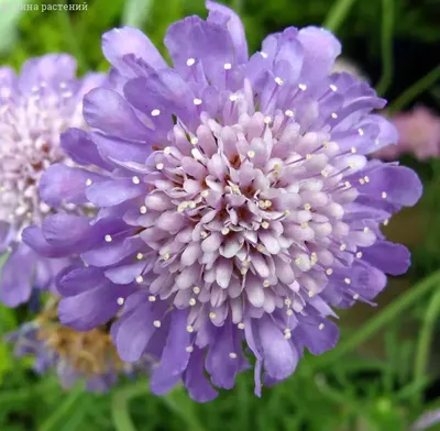 Скабиоза (Scabiosa) - купить в Минске с доставкой, цена и фото в  интернет-магазине Cvetok.by