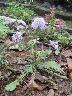 Скабиоза (Scabiosa) - купить в Минске с доставкой, цена и фото в  интернет-магазине Cvetok.by