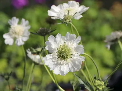 Скабиоза кавказская белая (Scabiosa caucasica)