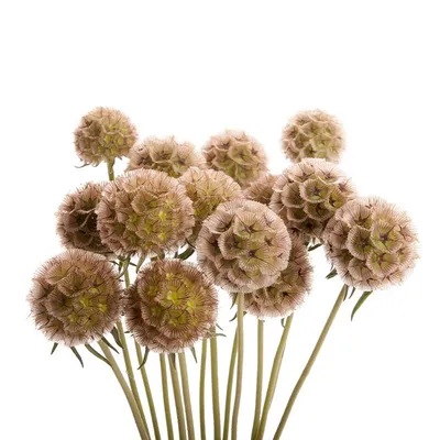 Скабиоза кавказская белая (Scabiosa caucasica)