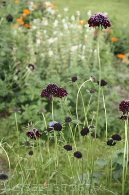 Купить Скабиоза белая Scabiosa, в магазине Букет-СПб - Доставка цветов в  Санкт-Петербурге недорого | Заказать букет с доставкой в Букет-Питер