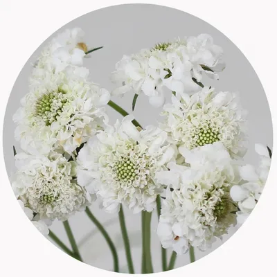 Скабиоза пурпурная (Scabiosa Atropurpurea)