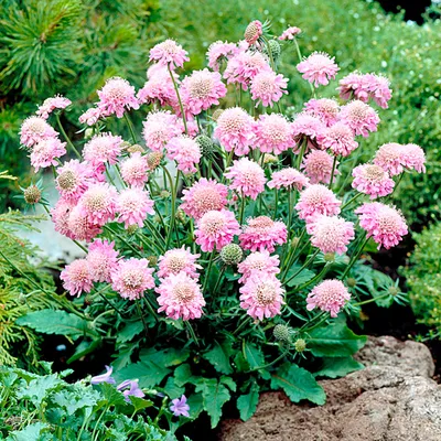 Скабиоза японская (Scabiosa japonica)