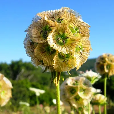 Скабиоза ванилла скуп (Scabiosa Vanilla Scoop)