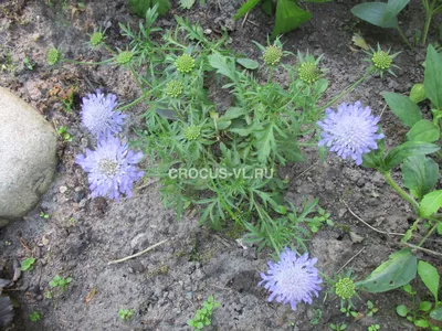 Скабиоза - ароматная \"пуговка\" для цветников в стиле Naturgarden | Семь  семян🌱Просто о садоводстве | Дзен