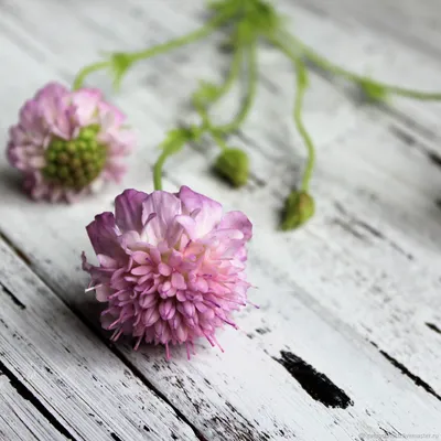 Scabiosa columbaria 'Mariposa Blue', Скабиоза голубиная 'Марипоза  Блу'|landshaft.info