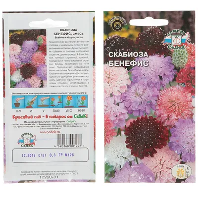 Dried Flowers Shop - Скабиоза бирюзовая (7)