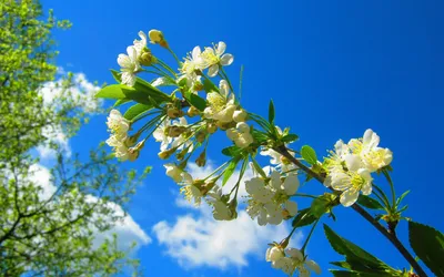 Скачать обои ветки, весна, сакура, цветение, pink, blossom, sakura, cherry,  spring, bloom, раздел цветы в разрешении 640x1136 | Цветение, Цветение  вишни, Цветы